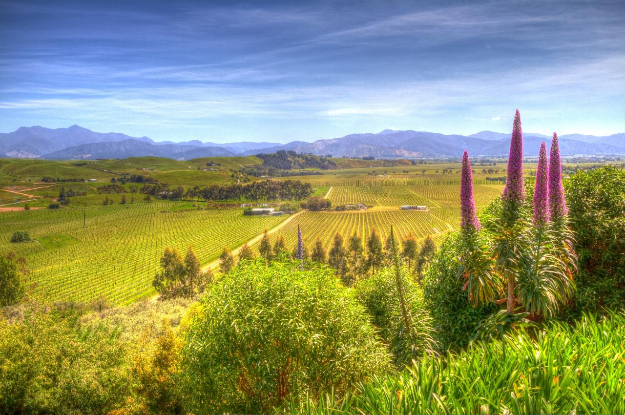 Your Local Chauffeur: Picton: Private Marlborough Local Discovery Experience — Marlborough - Photo 2